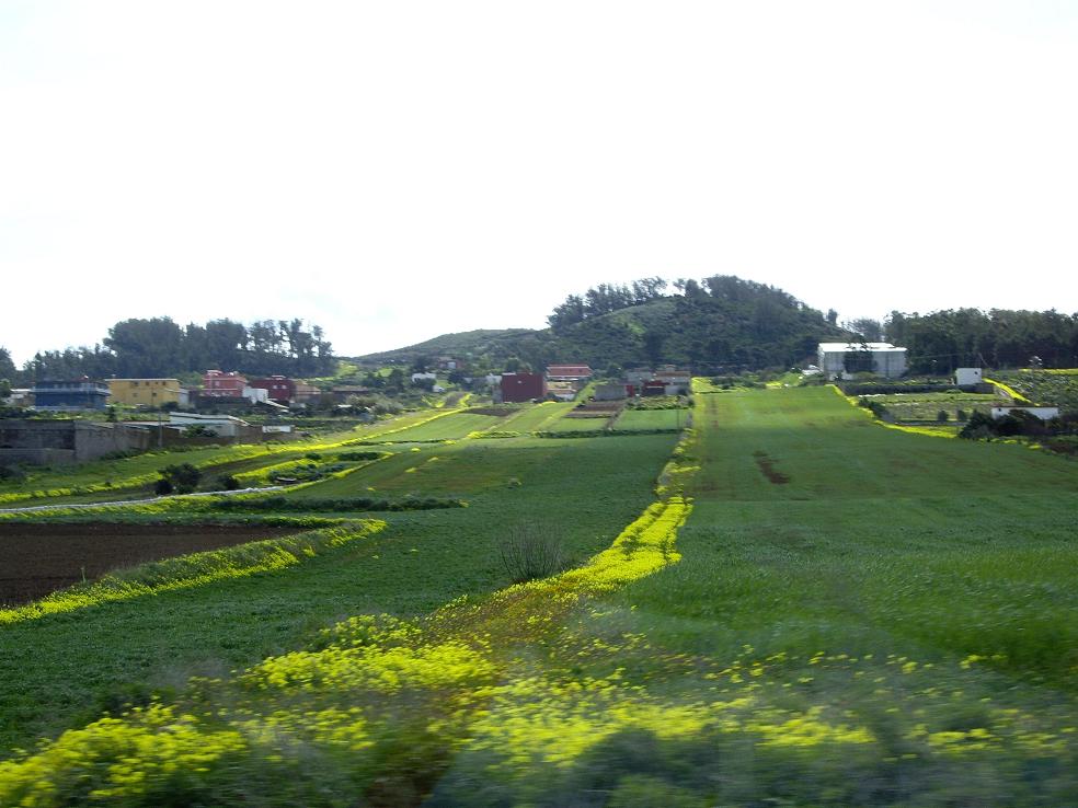 Foto de Tacoronte - Tenerife (Santa Cruz de Tenerife), España