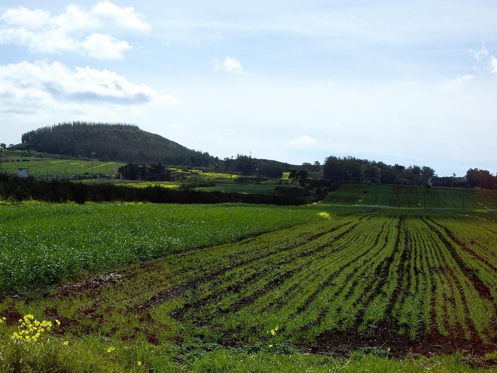 Foto de Tacoronte - Tenerife (Santa Cruz de Tenerife), España