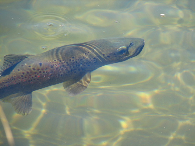 Foto de Malleo, Argentina