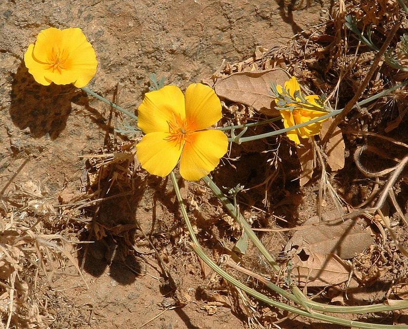 Foto de Curacaví, Chile