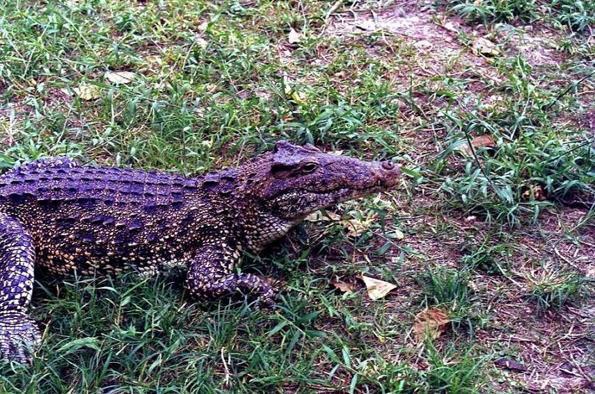 Foto de Guamá, Cuba