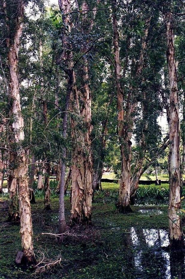 Foto de Guamá, Cuba