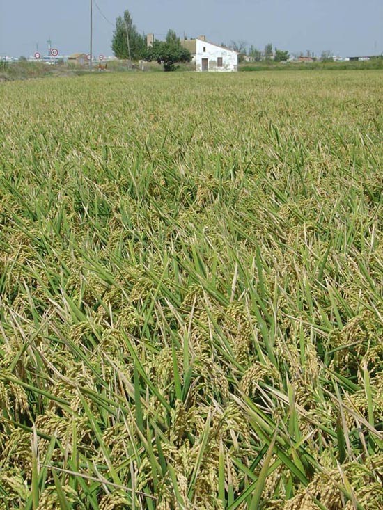 Foto de Alfafar (València), España