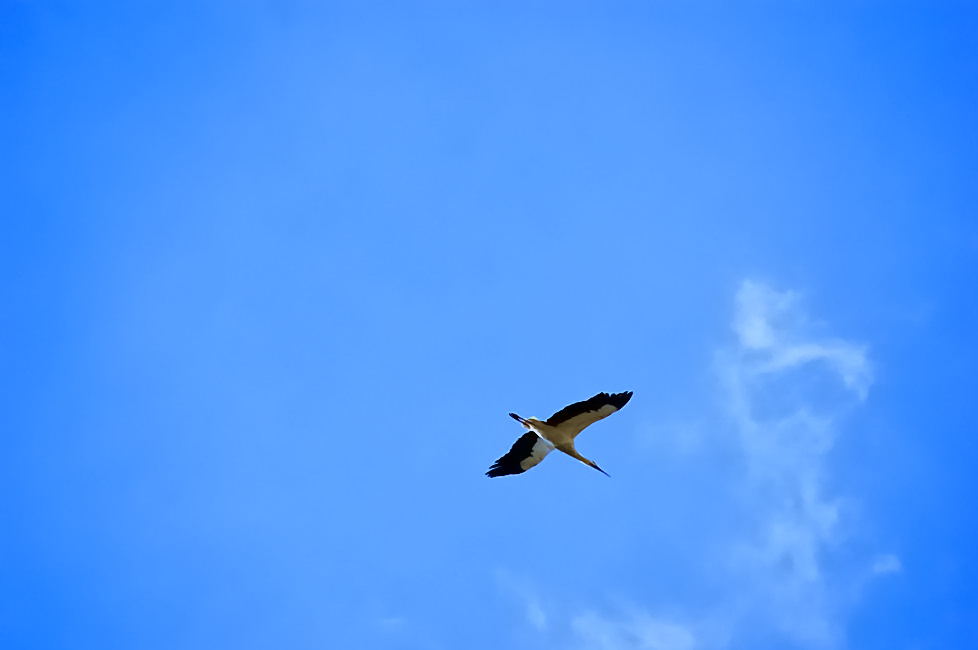 Foto de Pedraza (Segovia), España