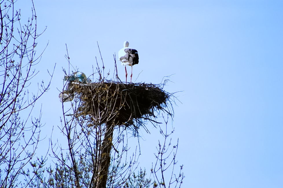 Foto de PALACIO DE RIOFRIO (Segovia), España