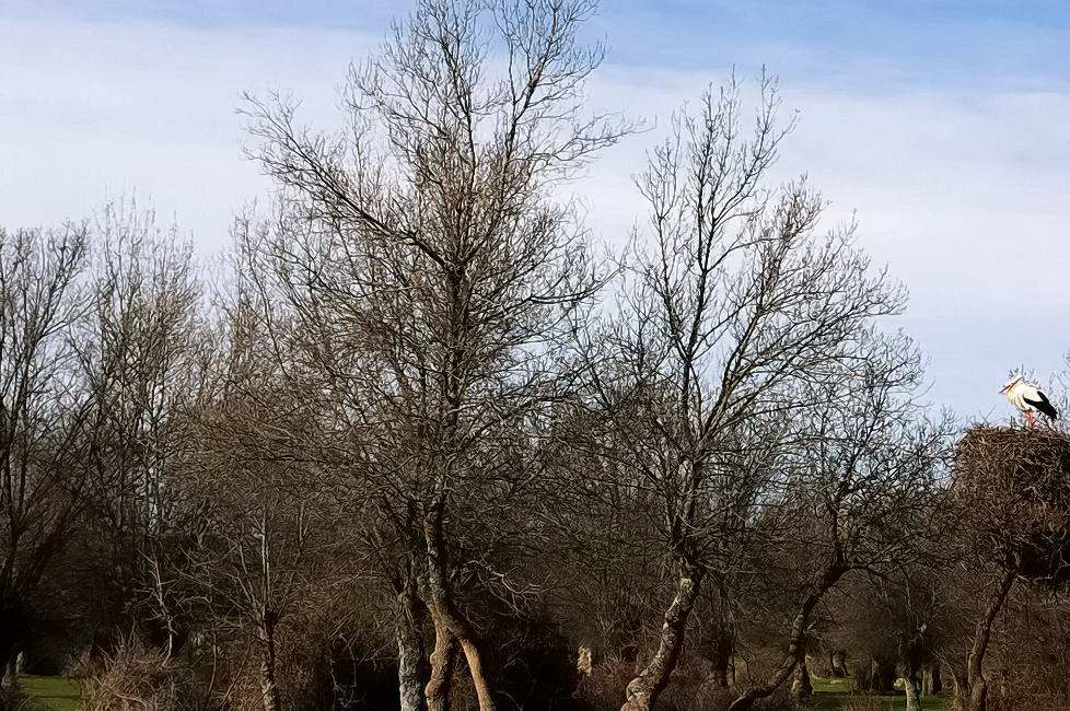 Foto de PALACIO DE RIOFRIO (Segovia), España