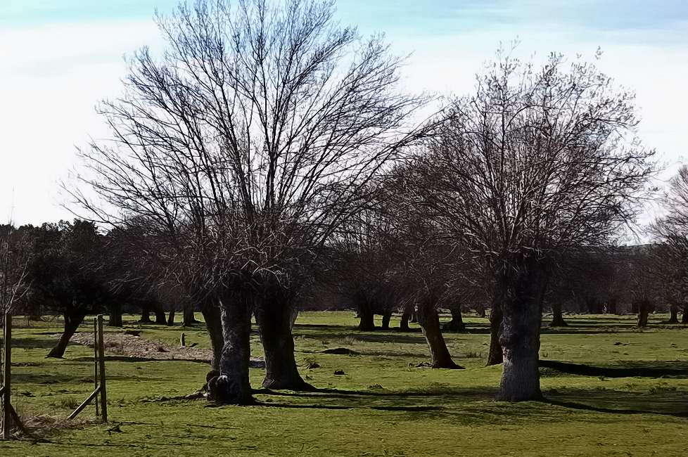 Foto de PALACIO DE RIOFRIO (Segovia), España