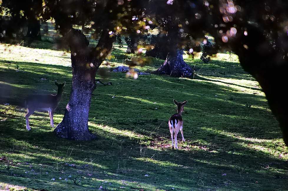 Foto de PALACIO DE RIOFRIO (Segovia), España