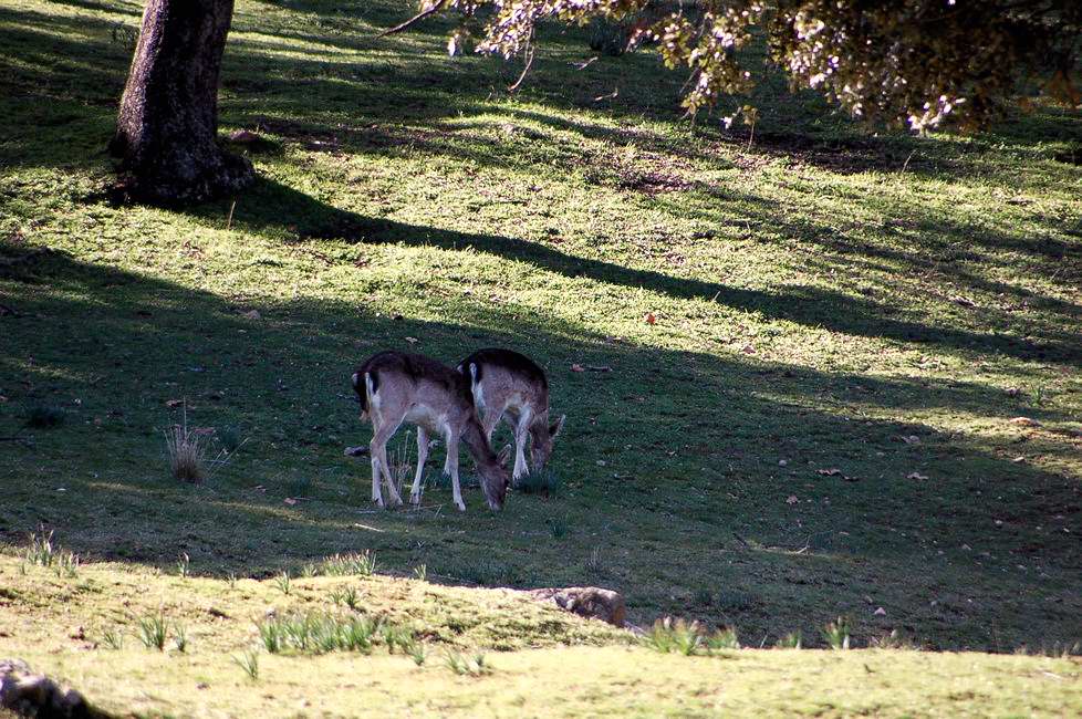 Foto de Palacio de Riofrio (Segovia), España