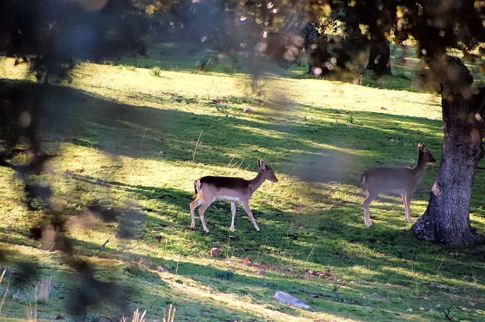 Foto de Palacio de Riofrio (Segovia), España