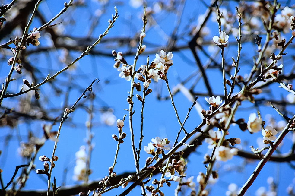 Foto de Pedraza (Segovia), España