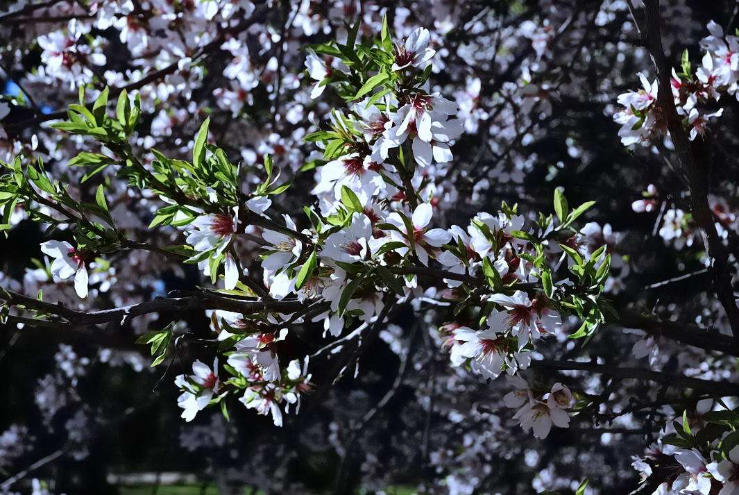 Foto de Madrid (Comunidad de Madrid), España