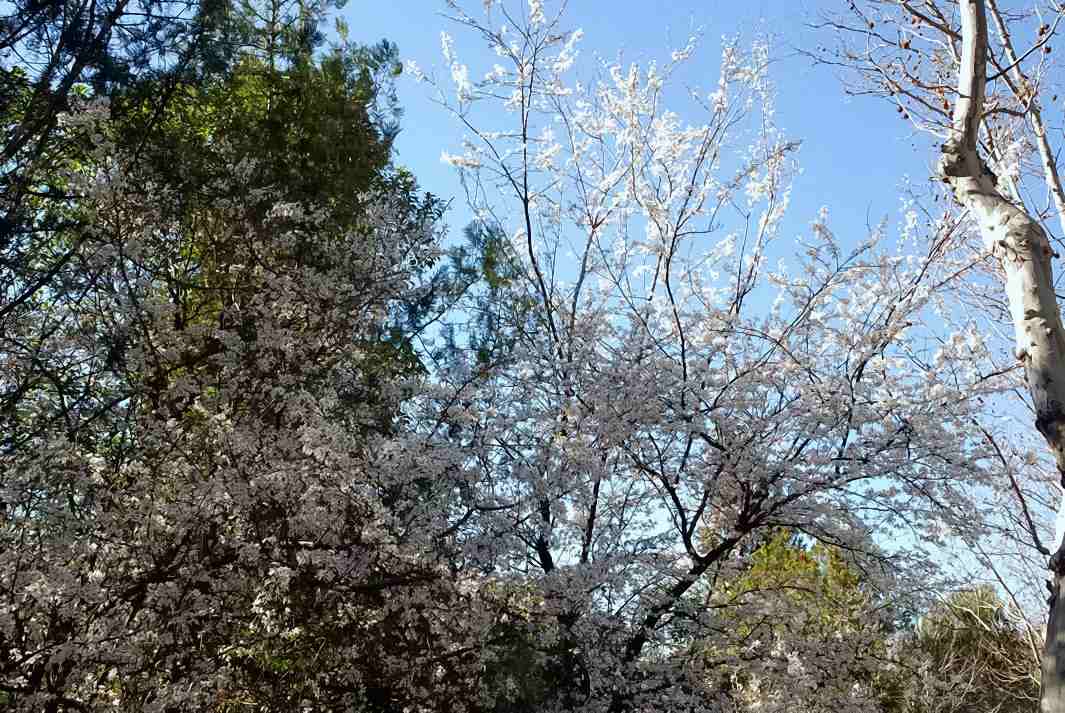 Foto de Madrid (Comunidad de Madrid), España