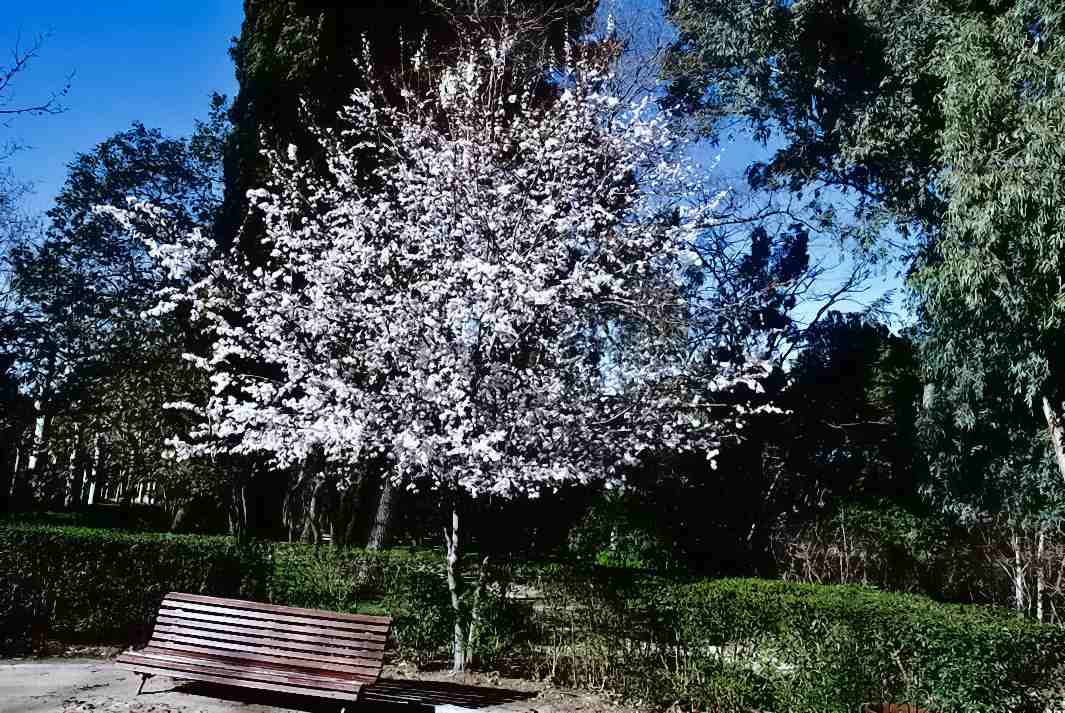 Foto de Madrid (Comunidad de Madrid), España