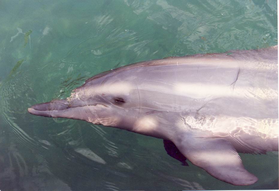 Foto de Islas del Rosario, Colombia