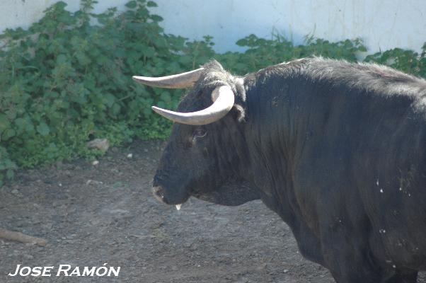 Foto de Jerez de la Frontera (Cádiz), España