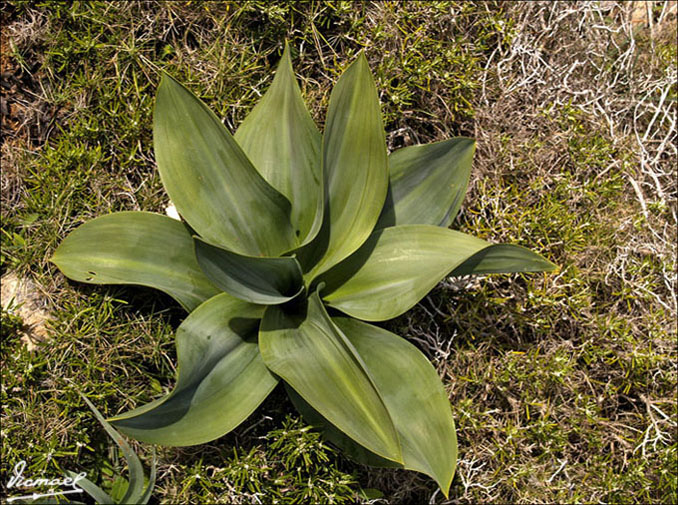 Foto de Cabo Cavallería (Illes Balears), España