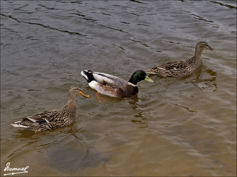 Foto de Cabo Cavallería (Illes Balears), España