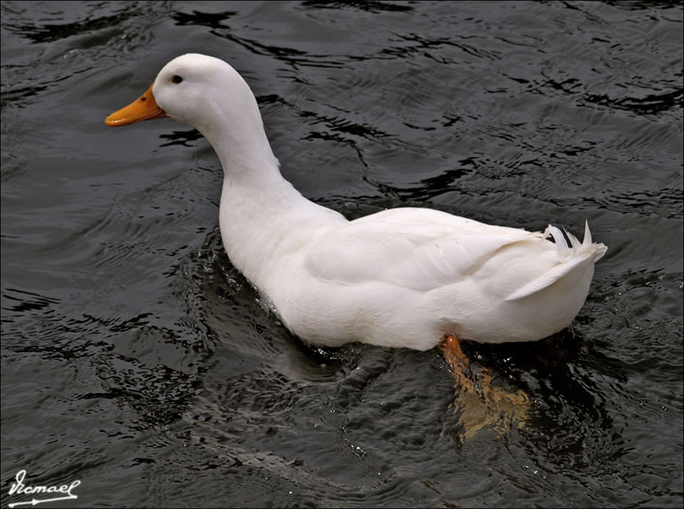 Foto de Cabo Cavallería (Illes Balears), España