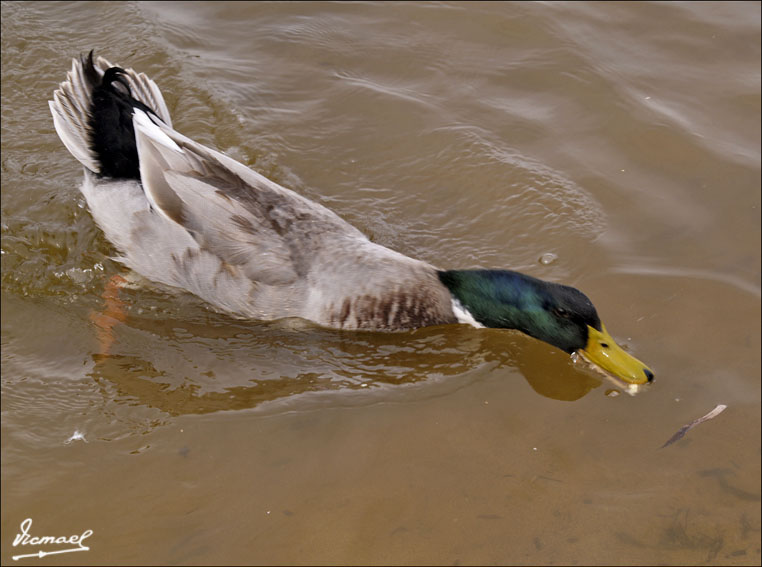Foto de Cabo Cavallería (Illes Balears), España