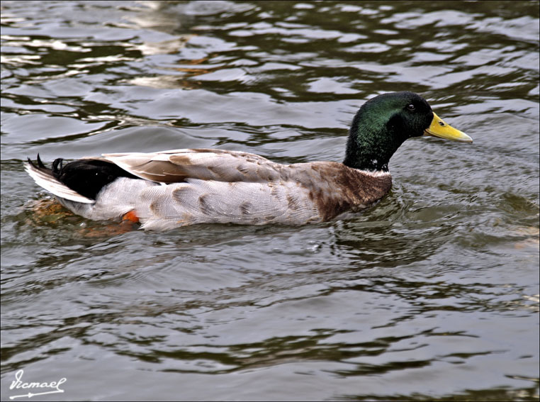 Foto de Cabo Cavallería (Illes Balears), España