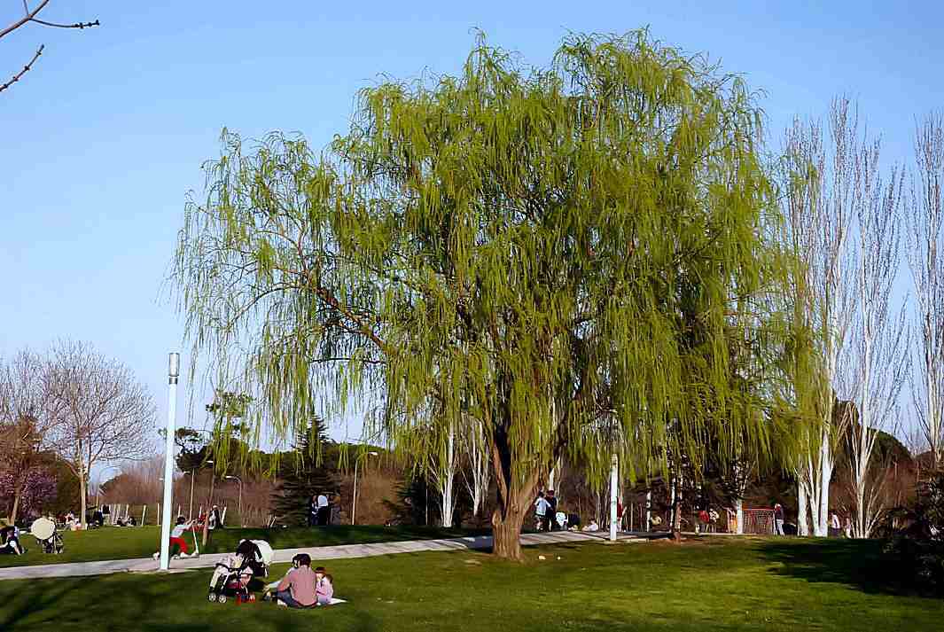 Foto de Madrid (Comunidad de Madrid), España