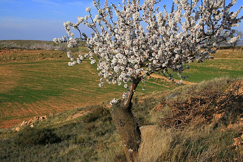 Foto de Valverde de Ágreda (Soria), España