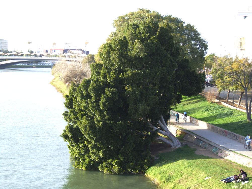 Foto de Sevilla (Andalucía), España