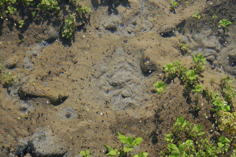 Foto de Renieblas (Soria), España