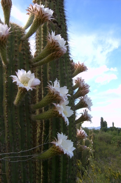 Foto de La Rioja, Argentina