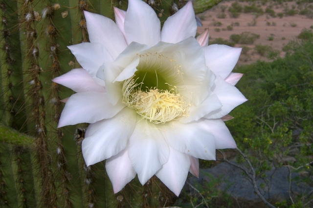 Foto de La Rioja, Argentina