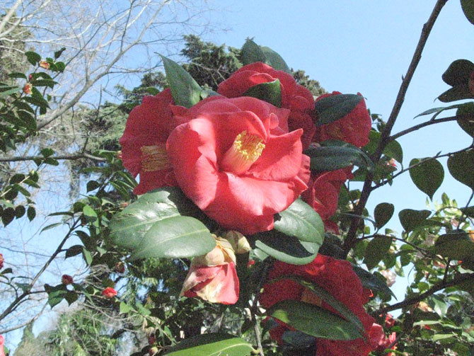 Foto de Madrid (Comunidad de Madrid), España