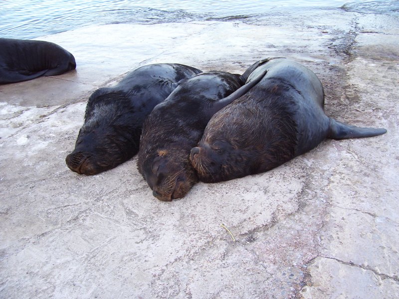Foto de Punta del Este, Uruguay
