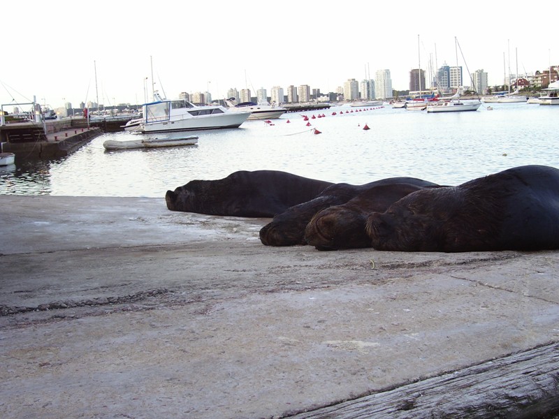 Foto de Punta del Este, Uruguay