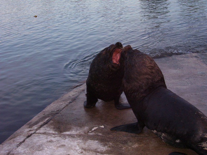 Foto de Punta del Este, Uruguay