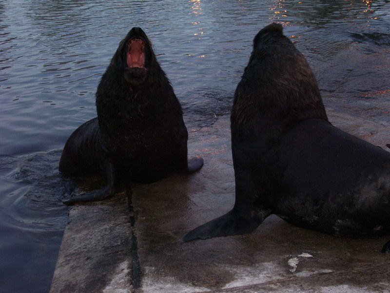Foto de Punta del Este, Uruguay