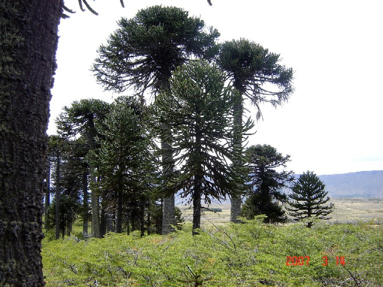 Foto de Caviahue (Neuquén), Argentina