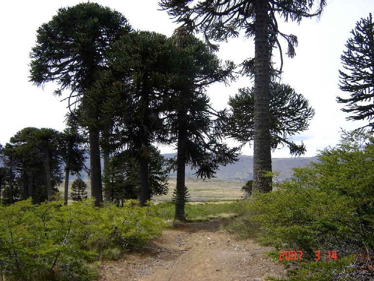 Foto de Caviahue (Neuquén), Argentina