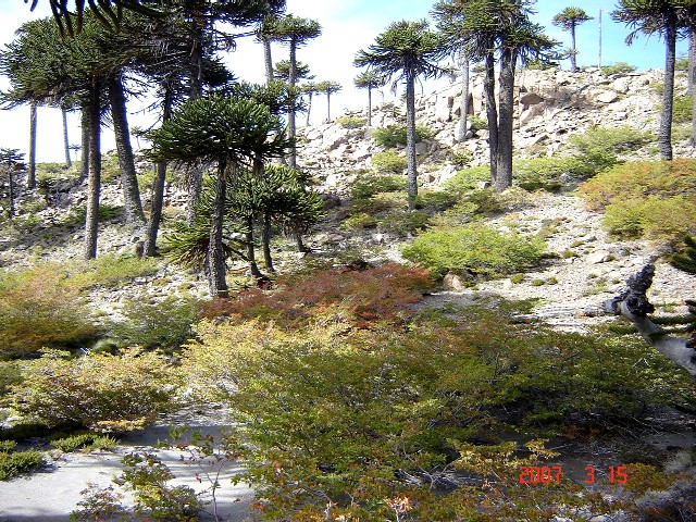 Foto de Caviahue (Neuquén), Argentina