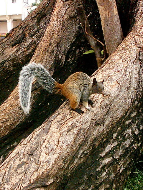 Foto de Guayaquil, Ecuador