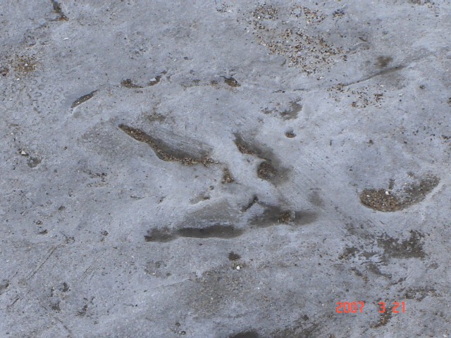Foto de Monte Hermoso (Buenos Aires), Argentina