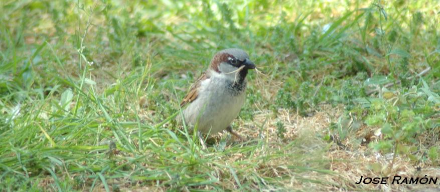 Foto de Jerez de la Frontera (Cádiz), España
