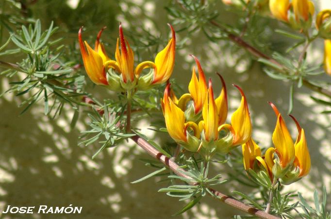 Foto de Jerez de la Frontera (Cádiz), España