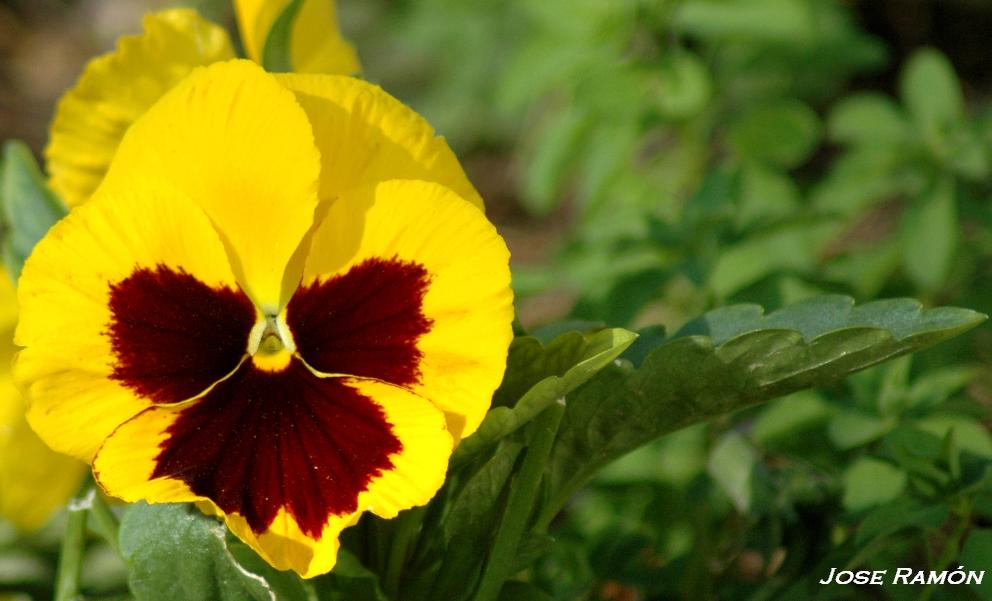 Foto de Jerez de la Frontera (Cádiz), España