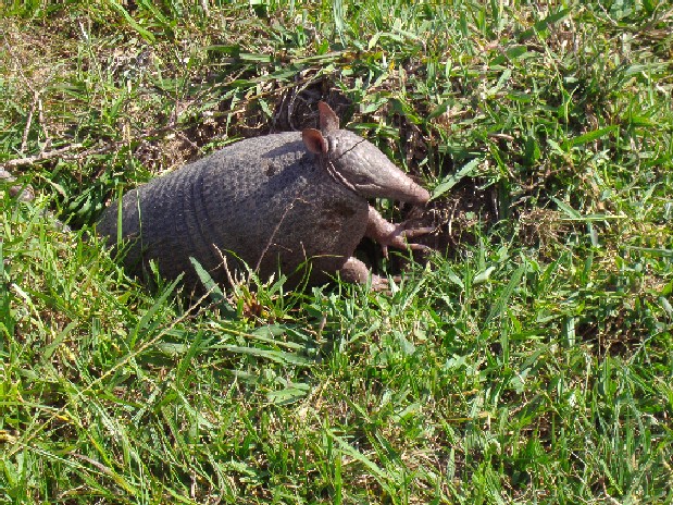 Foto de Durazno, Uruguay