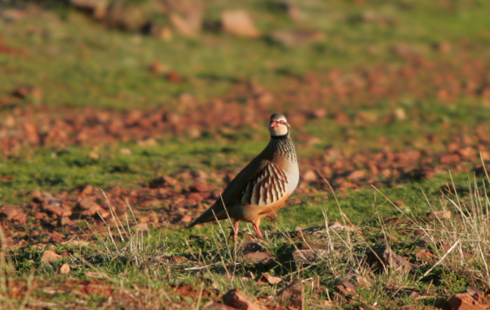 Foto de Coto Las Rochas (Ciudad Real), España