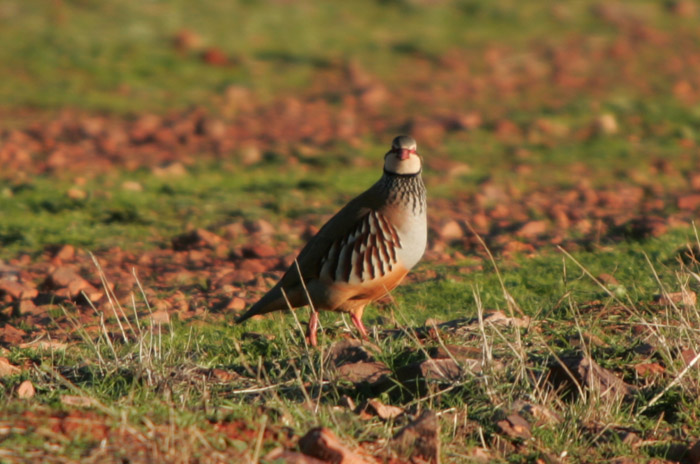 Foto de Coto Las Rochas (Ciudad Real), España