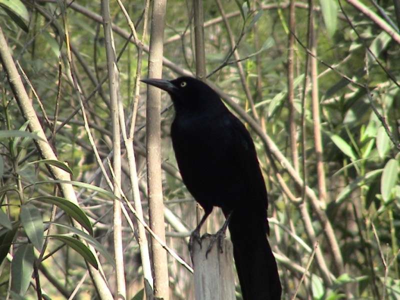 Foto de Guadalajara, México