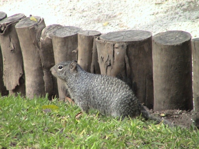 Foto de Guadalajara, México