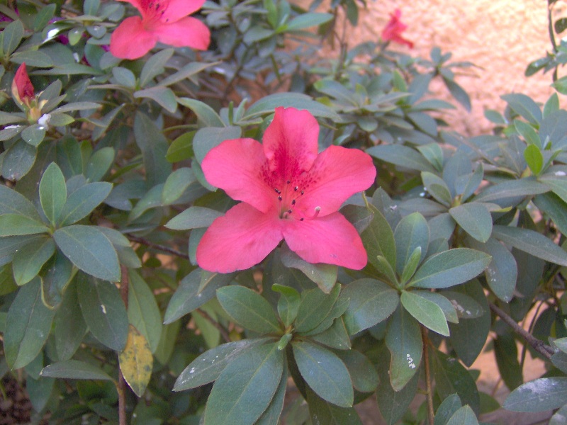 Foto de Guadalajara, México